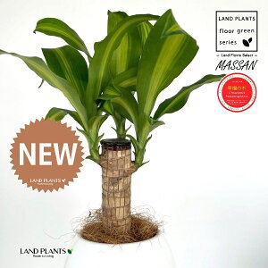 K̎ hZii}bTj 4 F {[|bg M̎ vX`bN MTCY 1 yRRt@Co[z }bTQAi }bTMAi E[c EPcWj L