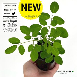 K iICtFFՂ̎j iF25`60cmj3 |bgc 1 KICtF TrmL }KC JKC Tr R Moringa oleifera Drumstick tree