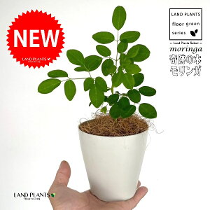 K iICtFFՂ̎j iF25`60cmj4 F vX`bN 1 yRRt@Co[z KICtF TrmL }KC JKC Tr R Moringa oleif