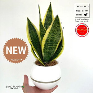 �T���X�x���A�i���[�����`�F�V���[�g�j 4�� ���F �{�[���|�b�g ��M��̎� �v���X�`�b�N�� M�T�C�Y 1�� �y�R�R�t�@�C�o�[�z �Ղ̔� �g���m�I ���[�����e�B�[ �T���Z�x���A Sansevieria trifasciata 