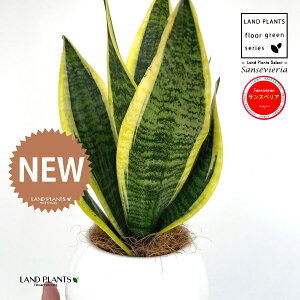 TXxAi[`FV[gj 4 F {[|bg M̎ vX`bN MTCY 1 yRRt@Co[z Ղ̔ gmI [eB[ TZxA Sansevieria trifasciata 