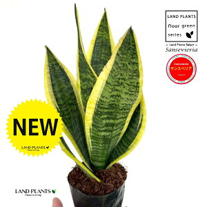 �T���X�x���A�i���[�����`�F�V���[�g�j 3.5�� �|�b�g�c 1�� �Ղ̔� �g���m�I ���[�����e�B�[ �T���Z�x���A Sansevieria trifasciata 'Laurentii' Snake Plant