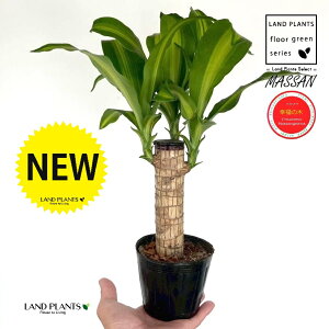 K̎ hZii}bTj 3.5 |bgc 1 }bTQAi }bTMAi E[c EPcWj LO LO Dracaena fragrans cv. Massangeanam