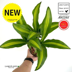 K̎ hZii}bTj 3.5 |bgc 1 }bTQAi }bTMAi E[c EPcWj LO LO Dracaena fragrans cv. Massangeanam