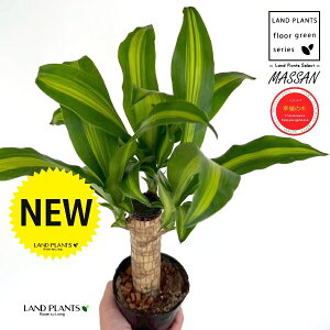 K̎ hZii}bTj 3.5 |bgc 1 }bTQAi }bTMAi E[c EPcWj LO LO Dracaena fragrans cv. Massangeanam