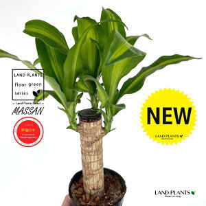 K̎ hZii}bTj 3.5 |bgc 1 }bTQAi }bTMAi E[c EPcWj LO LO Dracaena fragrans cv. Massangeanam