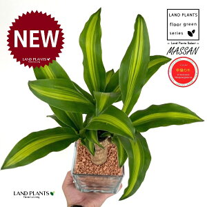 hZii}bTFK̖؁j L[u^ KXe 1 yZ~XAEĕz REtNmL K̎ }bTQAi }bTMAi nChJ`[ ͔|Z~XOj