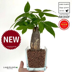 pLij L[u^ KXe 1 ynCh{[AEĕz iMoney treej nChJ`[ ͔| nChR[ A JCGibcPachira aquatica