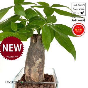 pLij L[u^ KXe 1 ynCh{[AEĕz iMoney treej nChJ`[ ͔| nChR[ A JCGibcPachira aquatica