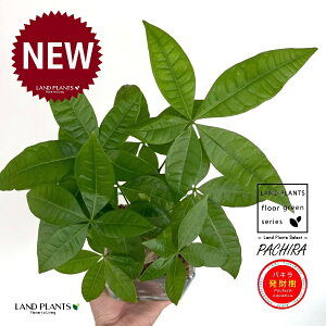 pLij L[u^ KXe 1 ynCh{[AEĕz iMoney treej nChJ`[ ͔| nChR[ A JCGibcPachira aquatica