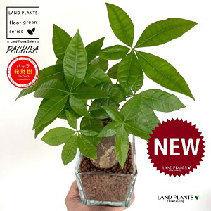 pLij L[u^ KXe 1 ynCh{[AEĕz iMoney treej nChJ`[ ͔| nChR[ A JCGibcPachira aquatica