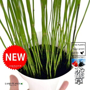 ~YgNTiuj F vX`bN 1 gNT gNT G_E`gNT u  ؑ  n~KLNT Equisetum hyemale