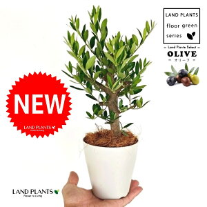 【数少な目】 オリーブ(古木風:幹太) 4号 白色 プラスチック鉢 1鉢 【ココファイバー】 オリーブの木 オリーブの樹 結婚式で両親へのプレゼント 結婚式の記念品 両親贈呈ギフト 両親贈