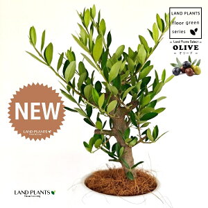 yȖځz I[uiÖؕFj 4 F {[|bg M̎ vX`bN MTCY 1 yRRt@Co[z I[u̖ I[u̎ ŗeւ̃v[g 