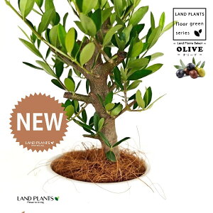 yȖځz I[uiÖؕFj 4 F {[|bg M̎ vX`bN MTCY 1 yRRt@Co[z I[u̖ I[u̎ ŗeւ̃v[g 