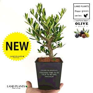 yȖځz I[uiÖؕFj zCgS F XNGA^ uL|bg STCY yRRt@Co[z I[u̖ I[u̎ ŗeւ̃v[g ̋LO