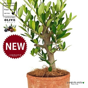 yȖځz I[uiÖؕFj F X|bg V_[^ 픫 1 yRRt@Co[z I[u̖ I[u̎ ŗeւ̃v[g ̋LOi eM