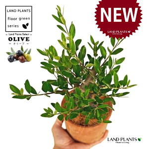 yȖځz I[uiÖؕFj F X|bg V_[^ 픫 1 yRRt@Co[z I[u̖ I[u̎ ŗeւ̃v[g ̋LOi eM