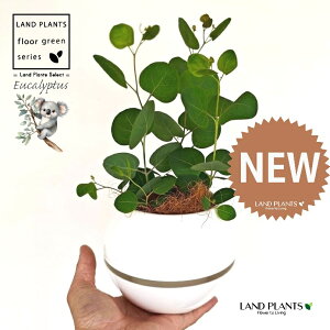 [Ji||Xj 4 F {[|bg M̎ vX`bN MTCY 1 yRRt@Co[z [J̖ RA RA̖ Eucalyptus polyanthemos