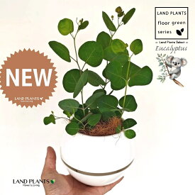 ユーカリ（ポポラス） 4号 白色 ボールポット 受皿一体式 プラスチック鉢 Mサイズ 1鉢 【ココファイバー】 ユーカリの木 コアラ コアラの木 Eucalyptus polyanthemos