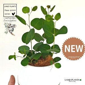 [Ji||Xj 4 F {[|bg M̎ vX`bN MTCY 1 yRRt@Co[z [J̖ RA RA̖ Eucalyptus polyanthemos