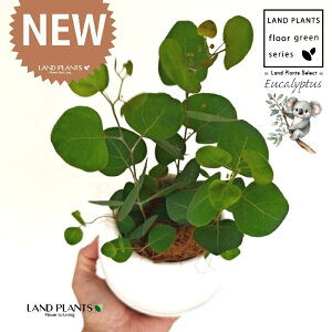 [Ji||Xj 4 F {[|bg M̎ vX`bN MTCY 1 yRRt@Co[z [J̖ RA RA̖ Eucalyptus polyanthemos