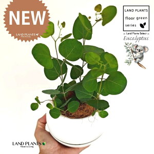 [Ji||Xj 4 F {[|bg M̎ vX`bN MTCY 1 yRRt@Co[z [J̖ RA RA̖ Eucalyptus polyanthemos