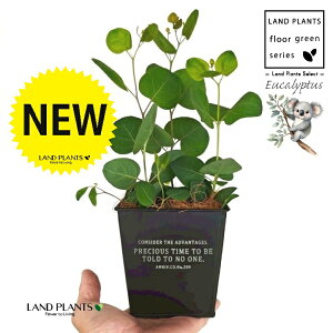 [Ji||Xj zCgS F XNGA^ uL|bg STCY yRRt@Co[z [J̖ RA RA̖ Eucalyptus polyanthemos