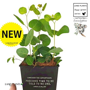 [Ji||Xj zCgS F XNGA^ uL|bg STCY yRRt@Co[z [J̖ RA RA̖ Eucalyptus polyanthemos