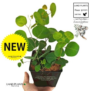 [Ji||Xj zCgS F XNGA^ uL|bg STCY yRRt@Co[z [J̖ RA RA̖ Eucalyptus polyanthemos