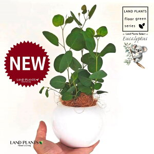 [Ji||Xj F ی^ 픫 1 yMERRt@Co[z [J̖ RA RA̖ Eucalyptus polyanthemos