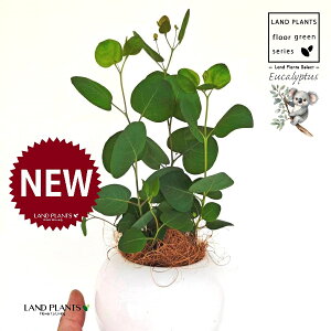 [Ji||Xj F ی^ 픫 1 yMERRt@Co[z [J̖ RA RA̖ Eucalyptus polyanthemos