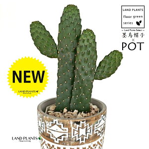 T{einGXqFX~G{Vj ͗l  픫 1 iMTCYj yVRӐ΁EؐX^hz oUCT{e JN^X  A cactus