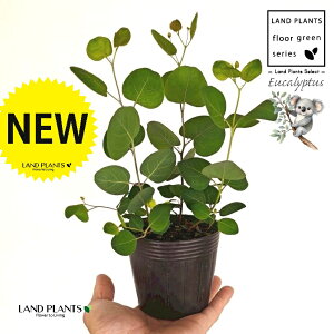 [Ji||Xj 3.5 |bgc 1 ۏ }o ۏꃆ[J [J̖ RA RA̖ Eucalyptus polyanthemos