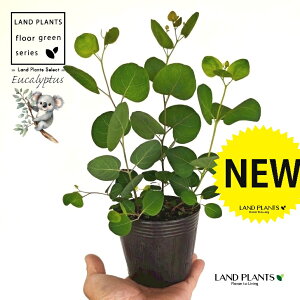 [Ji||Xj 3.5 |bgc 1 ۏ }o ۏꃆ[J [J̖ RA RA̖ Eucalyptus polyanthemos