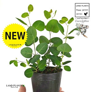 [Ji||Xj 3.5 |bgc 1 ۏ }o ۏꃆ[J [J̖ RA RA̖ Eucalyptus polyanthemos