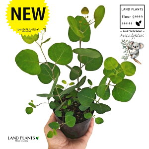 [Ji||Xj 3.5 |bgc 1 ۏ }o ۏꃆ[J [J̖ RA RA̖ Eucalyptus polyanthemos