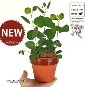 [Ji||Xj ̂Ȃ ʉ 4 [^ 1 yRRt@Co[z ۏ }o ۏꃆ[J [J̖ RA RA̖ Eucalyptus polyanthemos