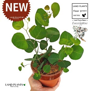 [Ji||Xj ̂Ȃ ʉ 4 [^ 1 yRRt@Co[z ۏ }o ۏꃆ[J [J̖ RA RA̖ Eucalyptus polyanthemos