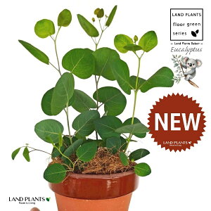 [Ji||Xj ̂Ȃ ʉ 4 [^ 1 yRRt@Co[z ۏ }o ۏꃆ[J [J̖ RA RA̖ Eucalyptus polyanthemos