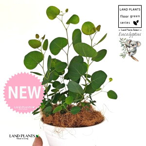 [Ji||Xj 5 F ^ ZA[g 1 yMERRt@Co[z ۏ }o ۏꃆ[J [J̖ RA RA̖ Eucalyptus polyanthemos