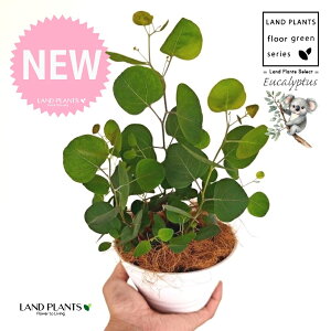 [Ji||Xj 5 F ^ ZA[g 1 yMERRt@Co[z ۏ }o ۏꃆ[J [J̖ RA RA̖ Eucalyptus polyanthemos