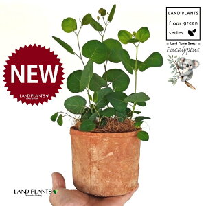 [Ji||Xj F X|bg V_[^ 픫 1 yRRt@Co[z ۏ }o ۏꃆ[J [J̖ RA RA̖ Eucalyptus polyanthemos