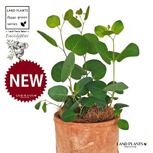 [Ji||Xj F X|bg V_[^ 픫 1 yRRt@Co[z ۏ }o ۏꃆ[J [J̖ RA RA̖ Eucalyptus polyanthemos