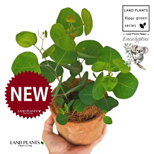 [Ji||Xj F X|bg V_[^ 픫 1 yRRt@Co[z ۏ }o ۏꃆ[J [J̖ RA RA̖ Eucalyptus polyanthemos