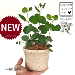 [Ji||Xj F X|bg V_[^ 픫 1 yRRt@Co[z ۏ }o ۏꃆ[J [J̖ RA RA̖ Eucalyptus polyanthemos