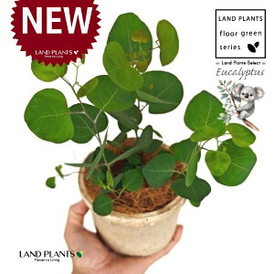 [Ji||Xj F X|bg V_[^ 픫 1 yRRt@Co[z ۏ }o ۏꃆ[J [J̖ RA RA̖ Eucalyptus polyanthemos