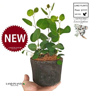 [Ji||Xj F X|bg V_[^ 픫 1 yRRt@Co[z ۏ }o ۏꃆ[J [J̖ RA RA̖ Eucalyptus polyanthemos