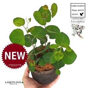 [Ji||Xj F X|bg V_[^ 픫 1 yRRt@Co[z ۏ }o ۏꃆ[J [J̖ RA RA̖ Eucalyptus polyanthemos