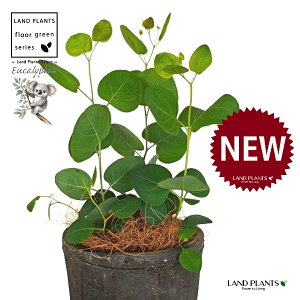 [Ji||Xj F X|bg V_[^ 픫 1 yRRt@Co[z ۏ }o ۏꃆ[J [J̖ RA RA̖ Eucalyptus polyanthemos